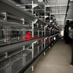 Cheap CE Standard Poultry Cage System for Healthy Pullet Growth wholesale