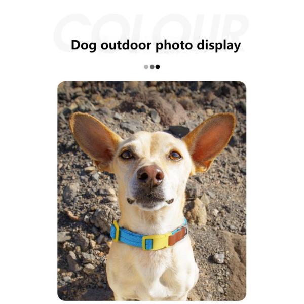 Small and medium-sized dog collar traction set anti-breakaway pet collar dog traction rope