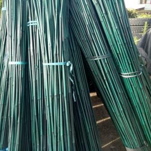 China 20cm Painted Raw Bamboo Poles Stakes Rods Green Decoration on sale