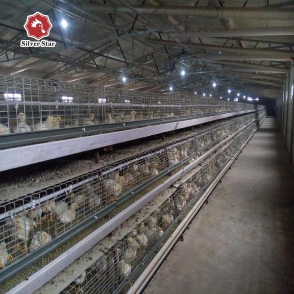 Automatic Pullet Baby Chick Cage Chicken Layer Poultry Farm Equipment