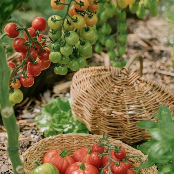 Customized Request for Drip Irrigation Glass Greenhouse Commercial Greenhouse Setup