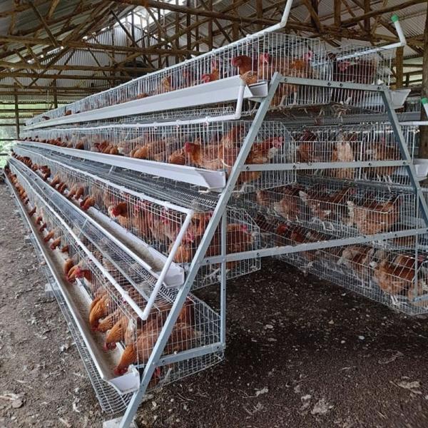 Battery Layer Chicken Cage For Poultry Farm With 96,120,128 Birds Capacity