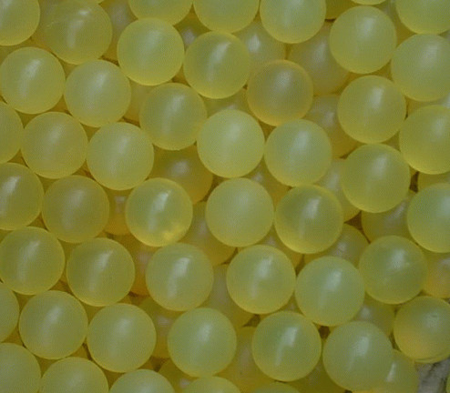 Pump NBR Solid Rubber Ball , Rubber Bouncing Ball High Elasticity ROHS REACH