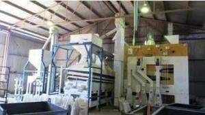 Cheap Wheat Seed Complete Processing Plant Making Machine / Production Line wholesale