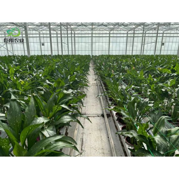 Greenhouse Hydroponics Growing System for Vegetables