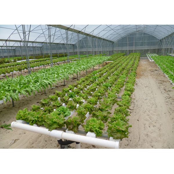 Eco Friendly NFT Hydroponic System Water Saving With Automated Management