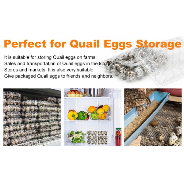 Small Plastic Egg Cartons - Clear 2 Dozen Quail Eggs Tray - Reusable Storage Holder For Small, Pheasant, Pigeon Eggs