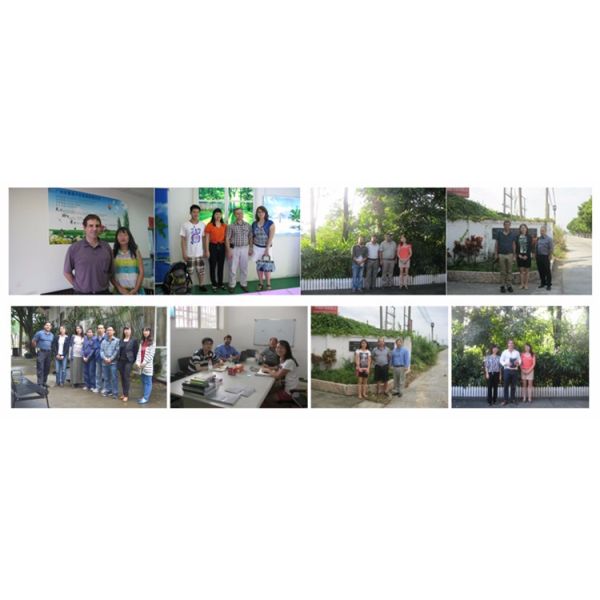 Outdoor Metal Tree Guards Powder Coated Steel Pipe Material For Garden Fence