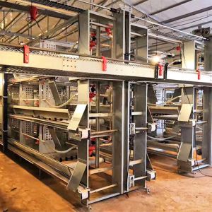 H Frame Male And Female Mixed Breeder Cage