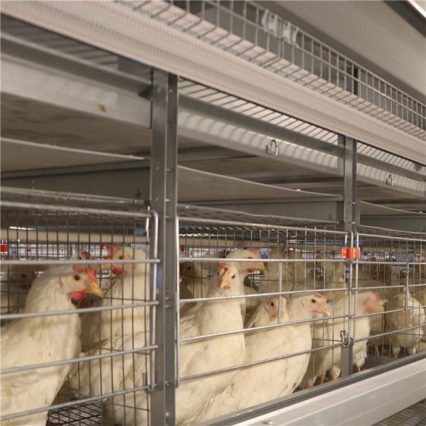 Poultry Farming galvanized Egg Layer Chicken Cage For 5000 Birds