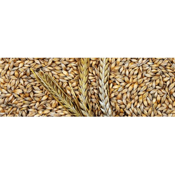 3 Kw Barley Mobile Drying Tower Machine 1000L 36 Kw