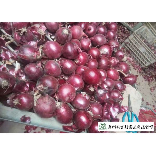 Natural Fresh Onions , Fresh White Onion Suitable Dry Storage Environment