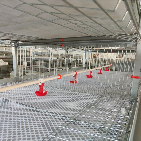 One Day Old Baby Chicks Cage Poultry Drinking System