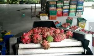 Cheap Avocado Orange Fruit Washing Waxing Drying And Grading Sorting Machine wholesale