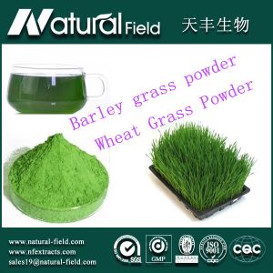 Cheap Food supplement for losing weight organic wheat grass powder wholesale