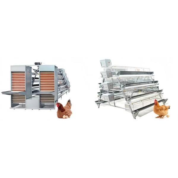 Automatic Layer Battery Chicken Cages 4 Tiers 5 Tiers Agricultural Poultry Farming Cage