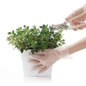 Cheap Waterproof Disposable Vinyl Gloves Transparent Use For Kitchen wholesale