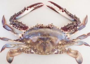 Cheap forzen blue swimming crab whole IQF fresh frozen sea food high quality HACCP to Korea Thailand wholesale