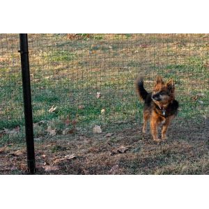 Cheap 1x1 PVC Coated Wire Mesh Rolls Black 17 Gauge 6ft X 100 Ft Wire Fence wholesale