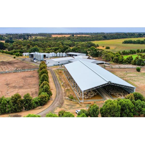 Aluminum Alloy Window Prefab Steel Construction Agricultural Building for Cattle Barn