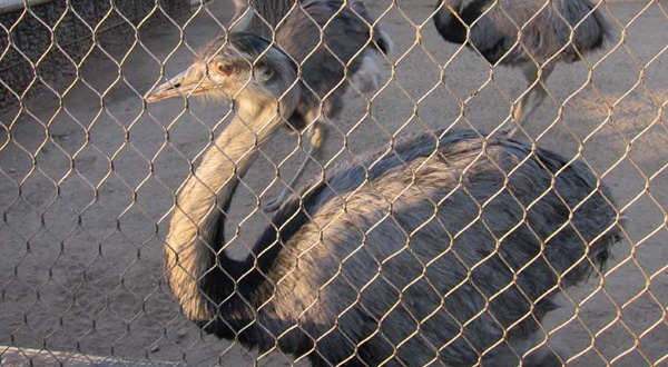 Stainless Steel Wire Rope Mesh Aviary Fencing X-Tend Flexible Wire Cable Mesh For Zoo Animal