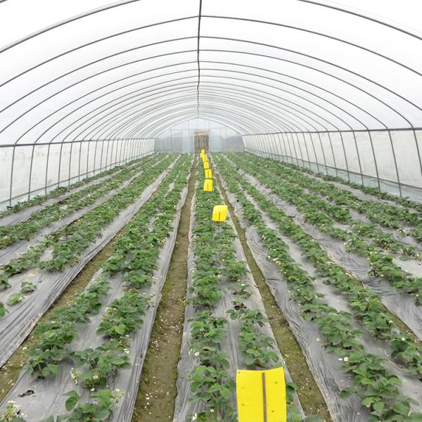 Tunnel Plastic Film Greenhouse / Vegetable Greenhouse Climate Control Economical