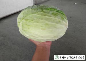 Cheap 2.5 Kg / Per Fresh Green Cabbage Suitable No Putrefaction For Salad Factory wholesale