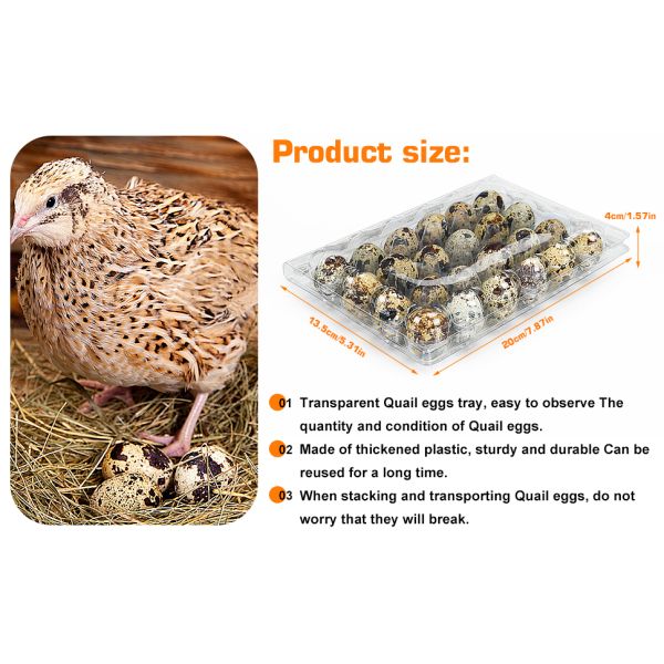 Small Plastic Egg Cartons - Clear 2 Dozen Quail Eggs Tray - Reusable Storage Holder For Small, Pheasant, Pigeon Eggs