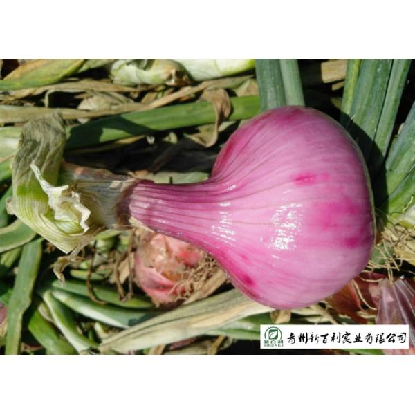 Natural Fresh Onions , Fresh White Onion Suitable Dry Storage Environment