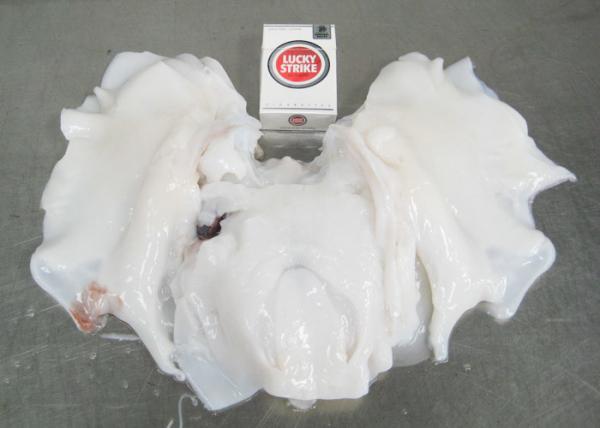 Neck Meat Dosidicus Gigas Bqf Export To Thailand Squid Neck Of Peru