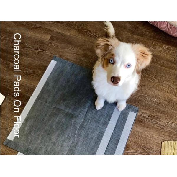 Disposable Pet Pee Pad