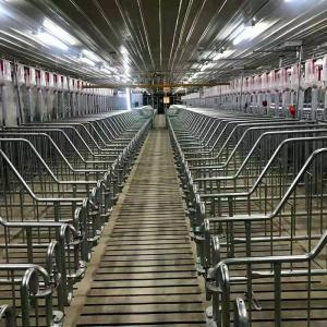 Galvanized Steel Sow Hog Gestation Crates 2.5mm Thickness