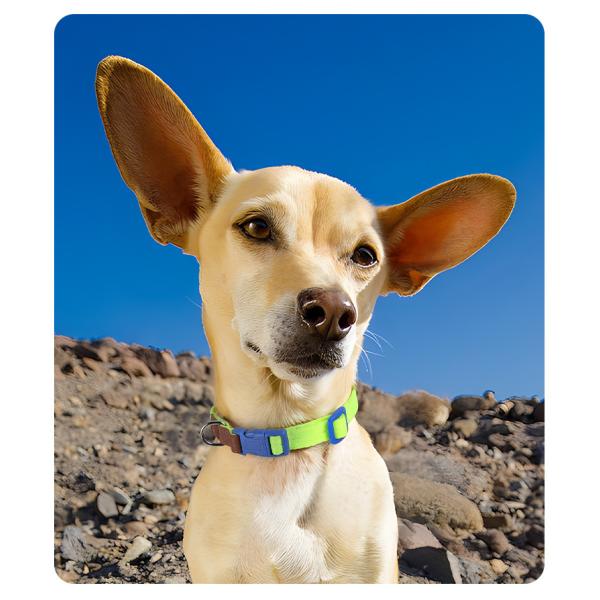 Small and medium-sized dog collar traction set anti-breakaway pet collar dog traction rope