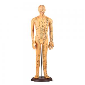 Cheap Chinese Acupuncture Body Model Acupoint 50cm Acupuncture Meridian Model wholesale