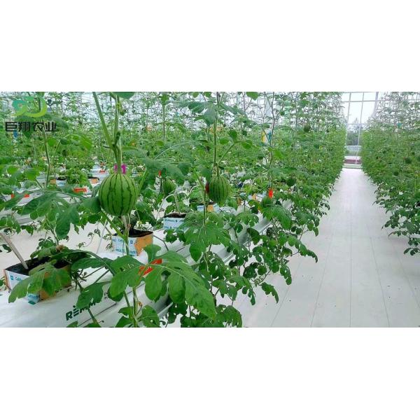 Agricultural Single-Span Tunnel Type Film Blackout Mushroom Greenhouse with Light Deprivation System for Medical Plants and Mushroom