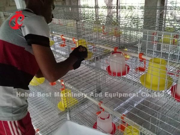Q235 Poultry Farming Cage System Baby Chicks Brooder Steel Wire Emily