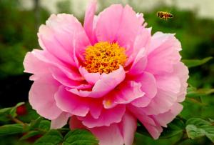 Cheap Tree Peony seed Paeonia suffruticosa Andr Mudan for sowing wholesale