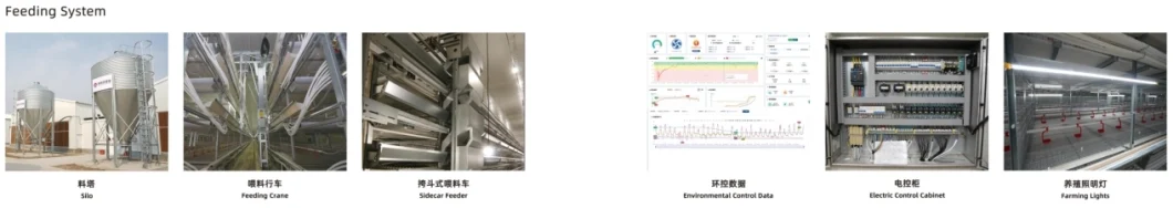 ISO Broiler Chicken Cage System Custom Poultry Broiler Cage For Poultry Husbandry