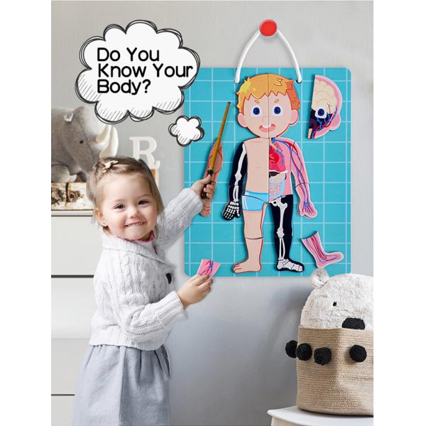 Human Body Magnetic Puzzle Game Material Glossy Artpaper White Board for Kids 3+