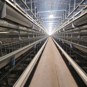 4 Floors Battery Chicken Cage Equipment