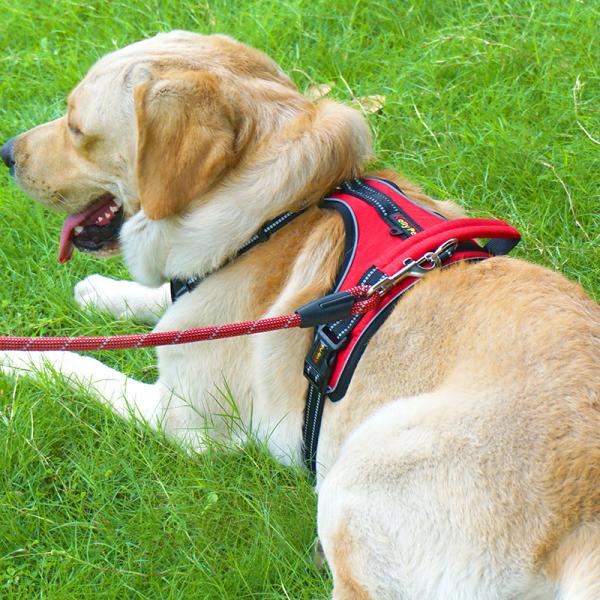 Personalized Reflective Explosion-Proof Leash for Medium and Large Dogs at Chengbei Special Dog Chest Strap