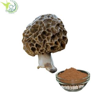 Cheap Morchella Esculenta Organic Plant Extracts Agaricus Blazei Mushroom wholesale