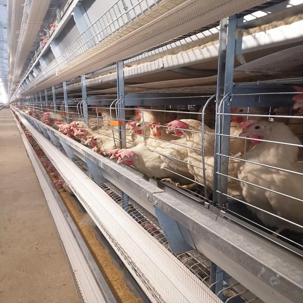 Hot Dip Galvanized H Type Automatic Layer Chicken Cage System