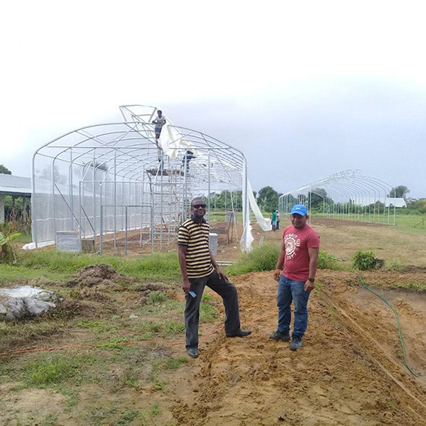 Durable Poly Film Covering Single Span Greenhouse With Umbrella Style Roof Ventilation