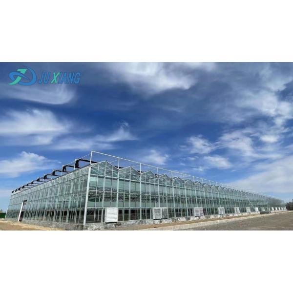 Maximize Your Tomato Yield with Anti-Drip Technology Greenhouse and Temporary Heating