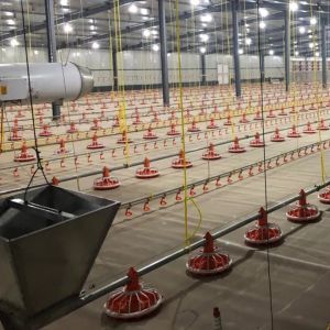 Buy cheap Breeder / Broiler Auto Feeding System 750w With 1 Year Warranty from wholesalers