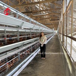 Cheap Automatic Feeder Chicken Layer Cages Automatic Manure Belt System Sandy wholesale