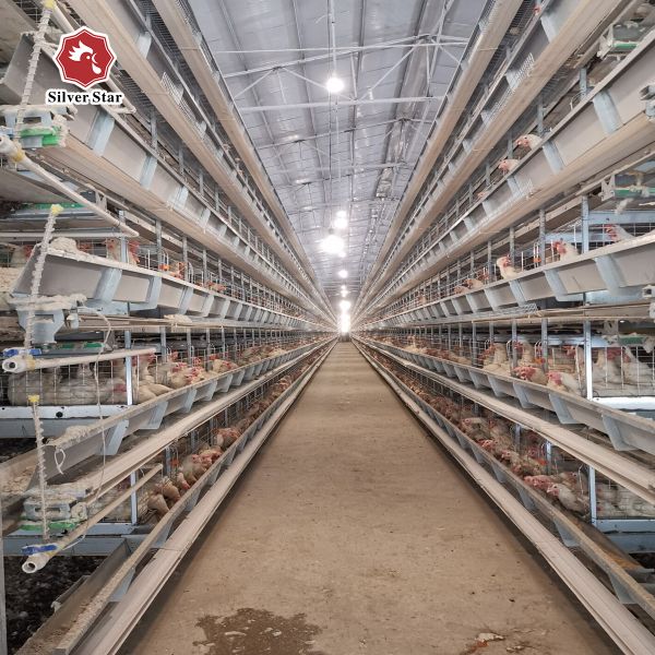 Hot Sale Poultry Farm H Type Chicken Layer Cage With Full Automatic System