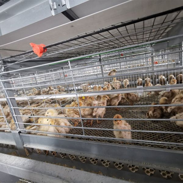Battery Broiler Chicken Cage For Chicken Farm