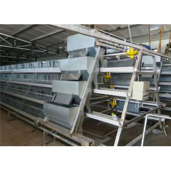 Sturdy Durable Layer Farming Equipment Cross - Opening Door Design
